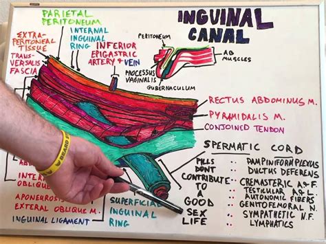 Inguinal Canal Anatomy Ppt Anatomy Structure Porn Sex Picture