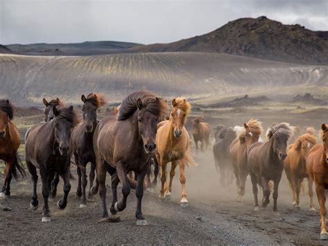 A Herd Of Icelandic Horses Runs Across The Countrys Highlands In This