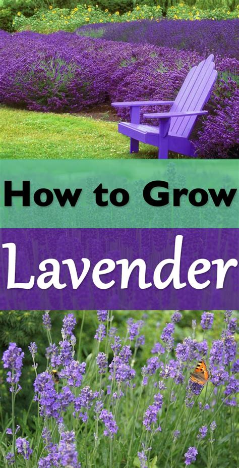 How To Grow Lavender Plants