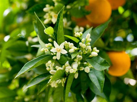 Orange Tree Flower