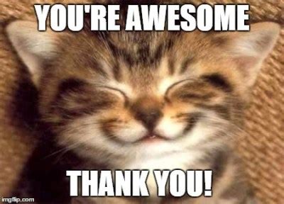 Trending images and videos related to thank you! cute kitten smiling thank you meme | EntertainmentMesh