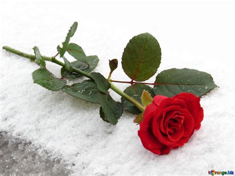 Beautiful Rose Lying In The Snow Free Image № 16938