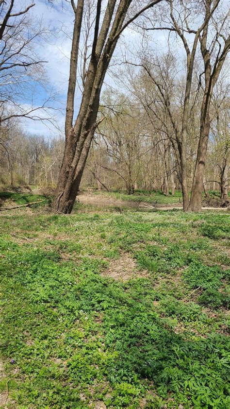 Hike Through Virginia Bluebells In Illinois This Spring