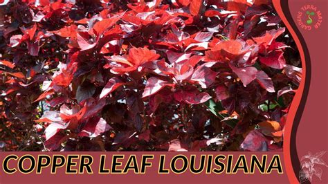 Copper Leaf Louisiana Information And Growing Tips Acalypha