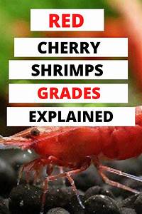Grading Simply Refers To The Quality And Intensity Of Red Coloration Of