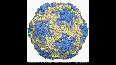 Human rhinovirus a, human rhinovirus b, unclassified rhinoviruses. human rhinovirus B14 (4RHV) - YouTube