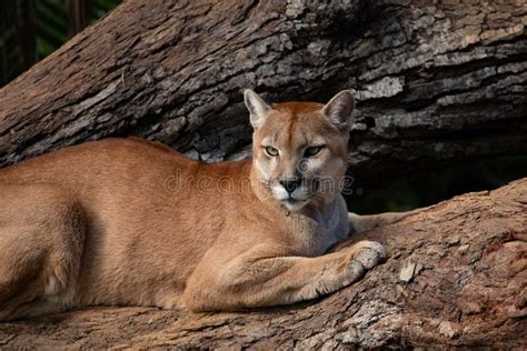 The Cougar Puma Concolor Facing Stock Image Image Of Cougar Food