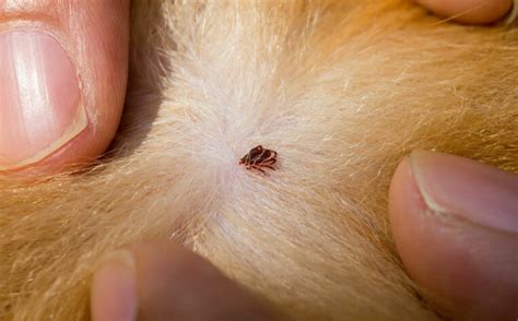 Ways To Treat Tick Infestation In Common House Pets