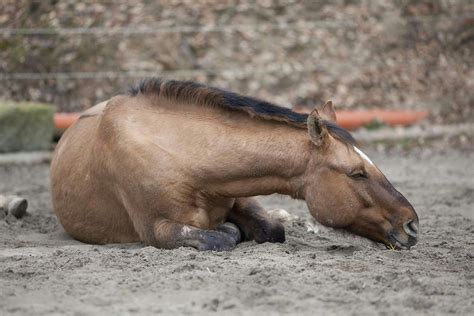 Joint Ill In Horses Symptoms Causes Diagnosis Treatment Recovery
