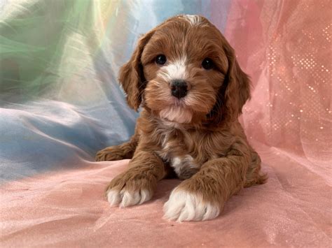 Dark Red F Female Cockapoo Puppy With White Markings For Sale