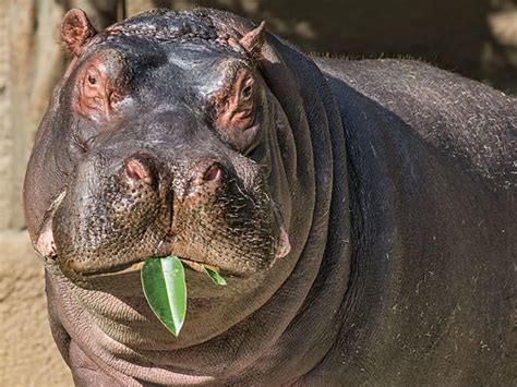 Mysterious Baby Hippopotamus Dies Shortly After Birth At Dallas Zoo
