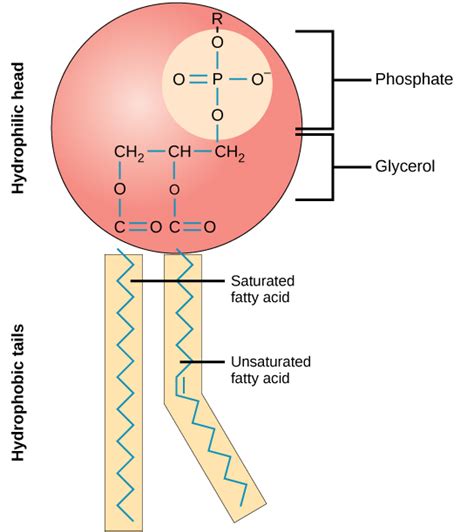 Phospholipids typically share a common basic structure that includes: Lipids | Boundless Biology