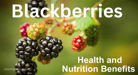 Health And Nutrition Benefits Of Blackberries Health Glorious