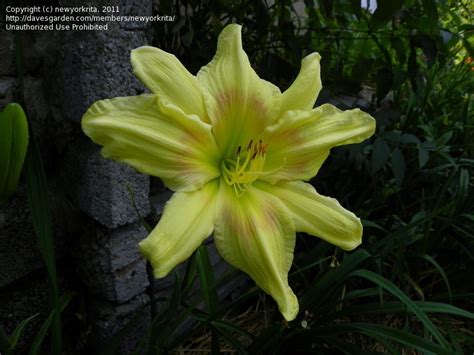 Daylilies June In My Garden 1 By Newyorkrita