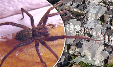 Warning Millions Of Super Quick Giant House Spiders On Rampage Across
