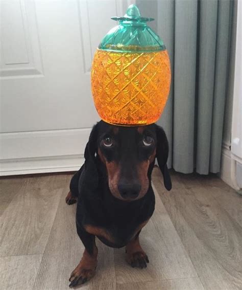 Harlso The Sausage Dog Can Balance Pretty Much Anything On His Head
