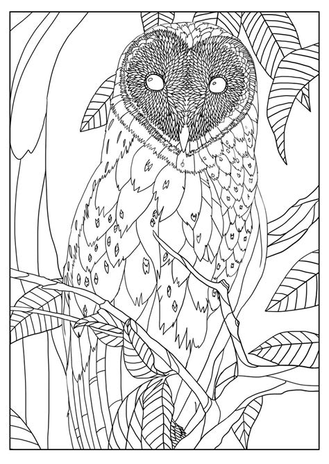 Barn Owl By Mizu Owls Adult Coloring Pages