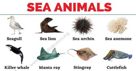 Sea Animals Drawing With Names ~ Enjoy Learning English Sea Animals
