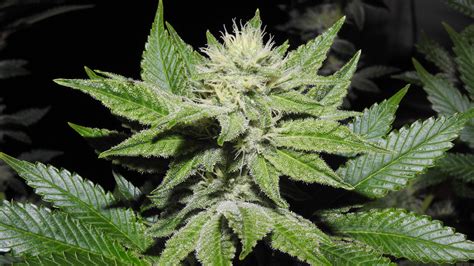 Strain-Galerie: Gorilla Breath (Humboldt Seed Organisation) PIC
