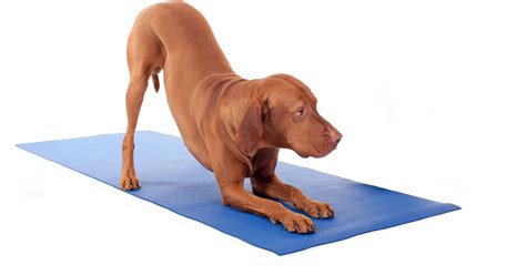 Why You Should Do Yoga With Your Dog And How To Start