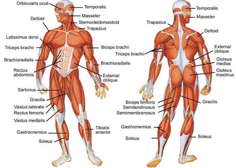 There are around 650 skeletal muscles within the typical human body. human muscle diagram - /medical/anatomy/muscle/human ...