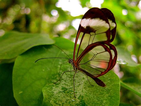 This wing is certainly mostly transparent. The Secrets of Insect Wings - Neatorama