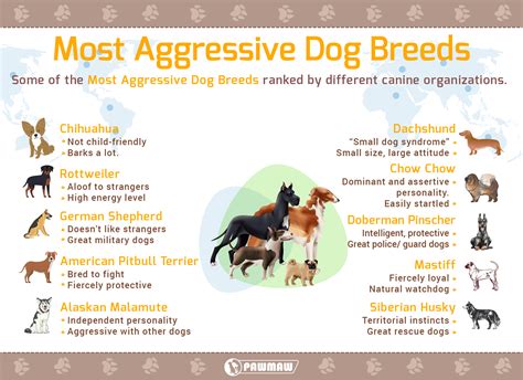 Most Aggressive Dog Breeds With Pictures