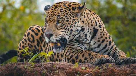 Angry Face Of Jaguar Lying Down On Sand Hd Jaguar Wallpapers Hd