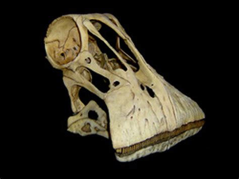 68 columns in the upper jaws and 60 columns in the lower jaws. Which Dinosaur Has 500 Teeth - Clătită Blog