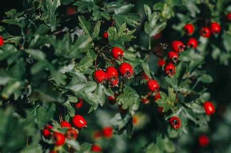 Bright Red Hawthorn Fruits On The Branches Beautiful Autumn