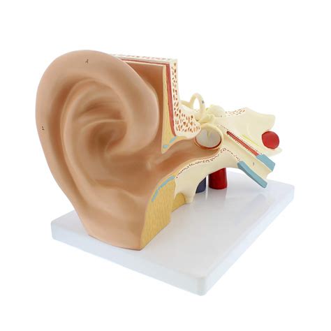 Monmed Human Ear Model Anatomy D Model Of Ear Display With Base My