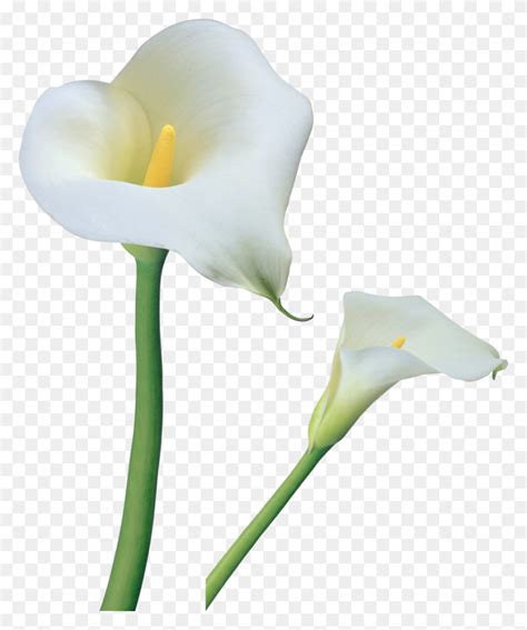 Transparent Calla Lilies Flowers Png Clipart Gallery Flowers Clipart