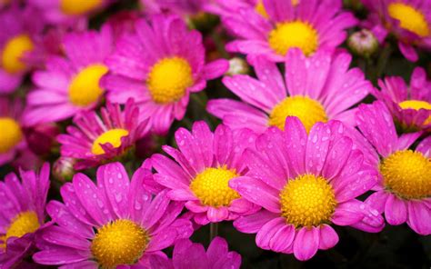 Pink And Yellow Flowers Wallpapers Top Free Pink And Yellow Flowers