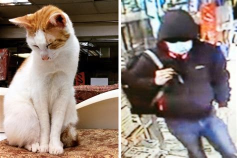 Hong Kongs Feline Friendly Bookshop Appeals To ‘cat Thief To Return