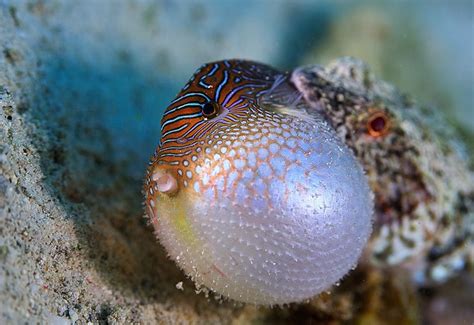 17 Best Images About Underwater Favorites Pufferfish On Pinterest