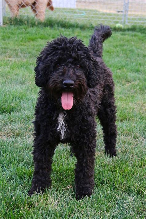 Labradoodle Images And Photos Labradoodles And Dogs