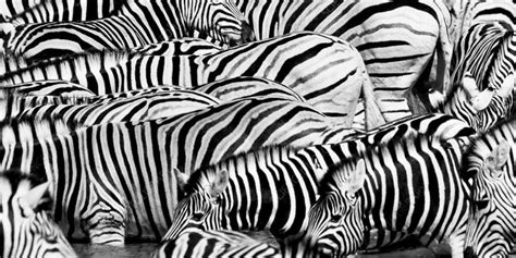 Where does money come from? Why Do Zebras Have Stripes? 5 Theories Explored & Rated