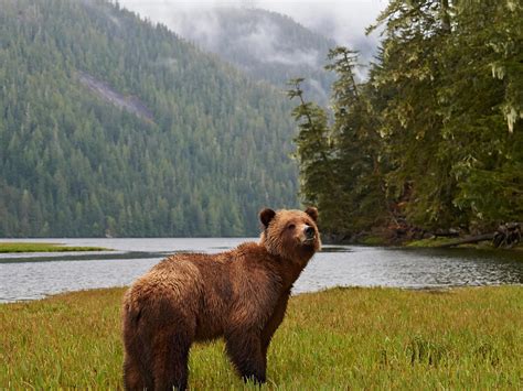 Best Nature In Canada See The Rocky Mountains And Polar Bears Escape