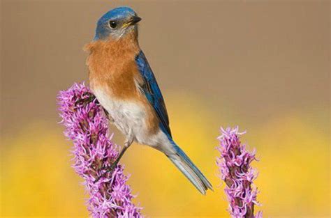 Bluebird On Liatris How To Attract Birds Bird Seed Wild Birds
