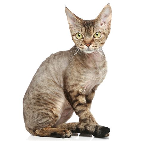 Devon Rex Cat Pet Insurance Compare Plans And Prices