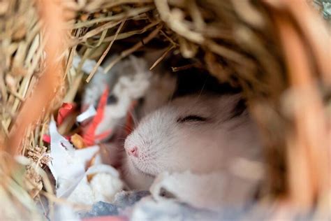 Do Hamsters Hibernate In The Wild And As Pets Facts And Faq Pet Keen