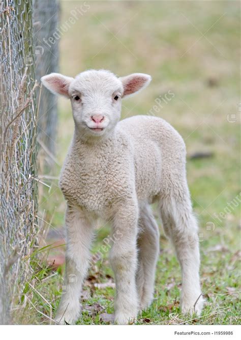 Domestic Animals Cute Baby Lamb Stock Photo I1959986 At