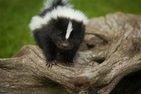 15 Cutest Little Animals