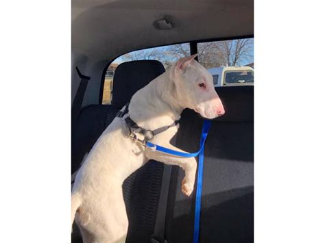 Male White Bull Terrier Puppy Killeen Puppies For Sale Near Me
