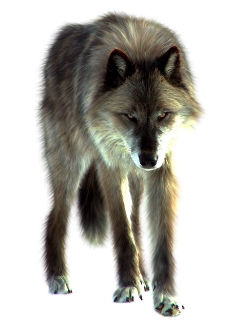All use highly advanced technology and equipment in the field to gain an edge over their enemies. Wolves Png : Chicago Wolves Logo Png Transparent Svg ...