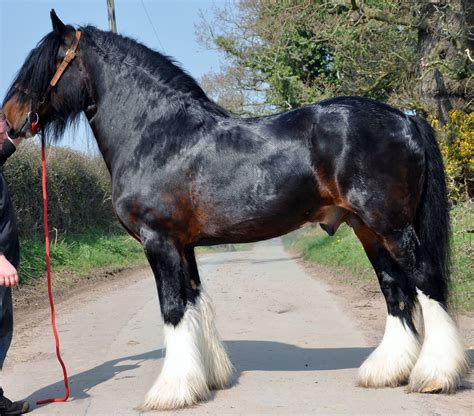 Beautiful Seal Brown Shire Draft Horse Clydesdale Horses Horses