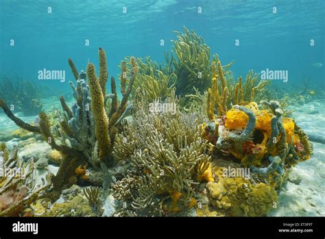 Underwater Marine Life Octocorals And Colorful Sponges On The Seabed