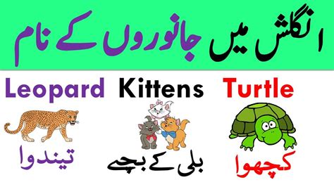 Animal Names Vocabulary Words with Urdu Meanings | Vocabineer - YouTube