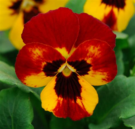 Pansy Blaze Pohlmans The Plant People Phone 07 5462 0477