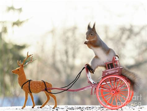 Red Squirrel Standing On A Chariot With A Deer Photograph By Geert Weggen Fine Art America
